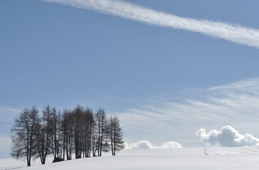 larici contro il cielo
