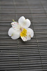 Fototapeta na wymiar White orchid flower on mat