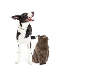 Cat and Dog Looking Up Into Blank Copy Space