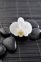 white orchid flowers and black stones on mat