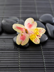 Beautiful orchid and black stones on bamboo mat 