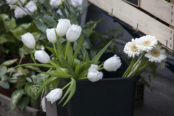fresh white tulips on kitchen background