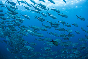 Fototapeta na wymiar Schooling Fish in Pacific