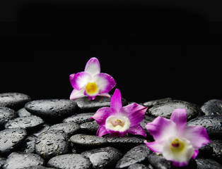 orchid on wet pebbles