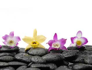 Fototapeta na wymiar Four orchid on wet pebbles