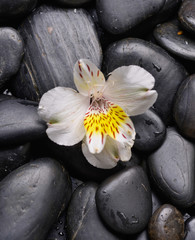 Obraz na płótnie Canvas Beautiful white orchid on pebbles