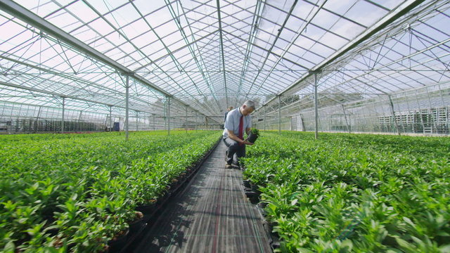 Workers in agriculture and science industry checking the plants in large nursery