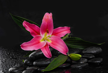 Fototapeta na wymiar Still life with lily on wet pebbles