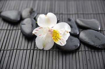 white orchid and black stones on mat