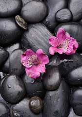 Two pink orchid on wet black pebbles