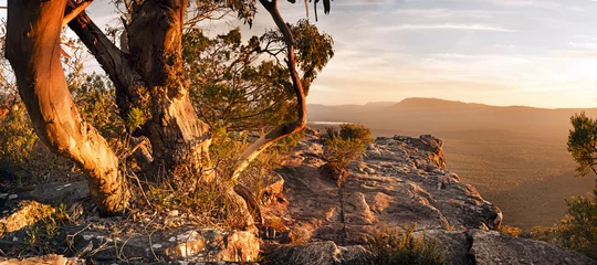 Acrylic prints Australia Australian bush landscape panorama with old gum tree in The Grampians