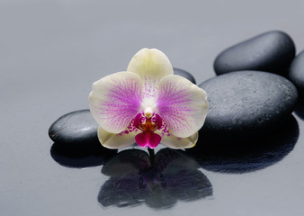 Obraz na płótnie Canvas Beautiful orchid on zen stones