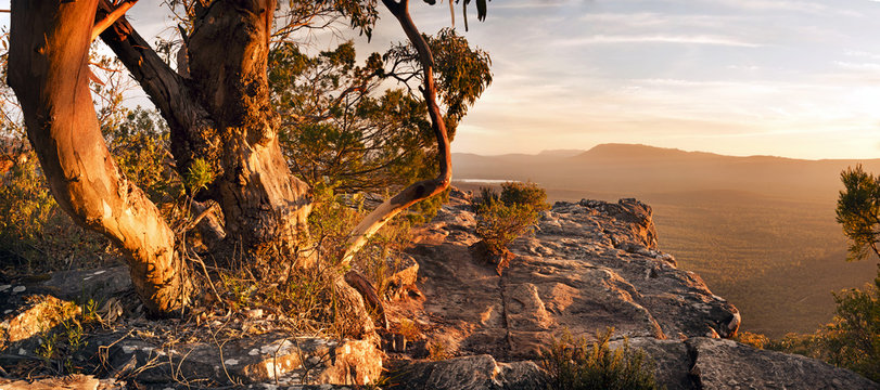 Australian bush landscape panorama with old gum tree in The Grampians