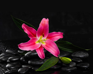 Fototapeta na wymiar Lying down lily and wet black background