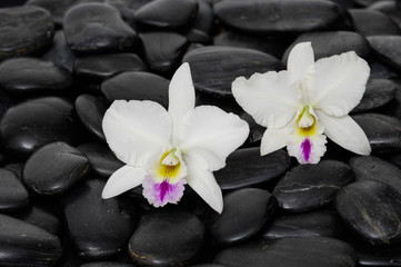 Two white orchid on wet pebbles