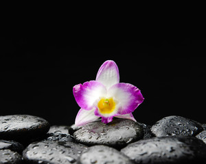 Obraz na płótnie Canvas Set of orchid on wet black stones