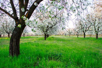 Fototapeta premium Cherry blossom