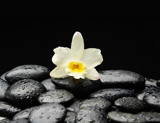 Fototapeta na wymiar White orchid on wet pebbles background