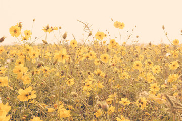 fleur jaune champ prairie vintage rétro
