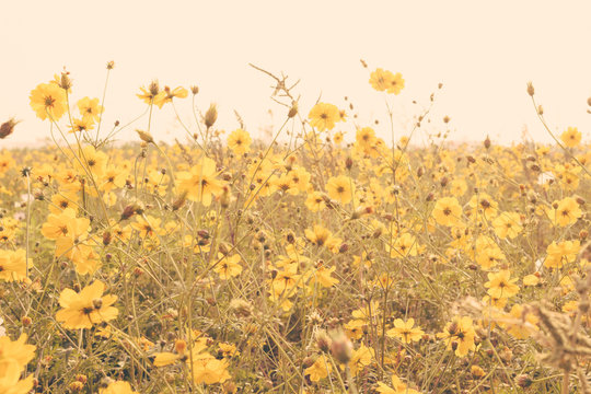 yellow flower field meadow vintage retro
