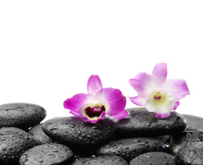 Fototapeta na wymiar beautiful two orchid and wet back stones background