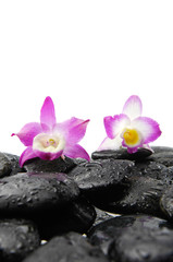 Obraz na płótnie Canvas beautiful two orchid and wet back stones background