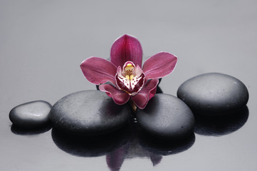 Set of orchid on zen stones