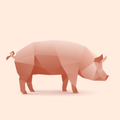 pig