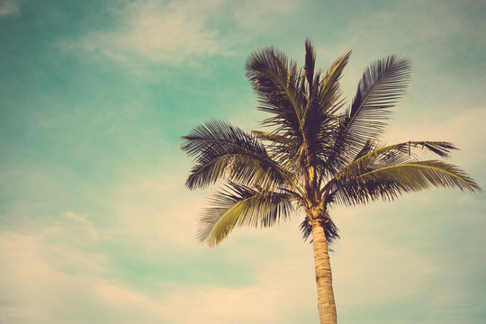 coconut palm tree against blue sky vintage retro