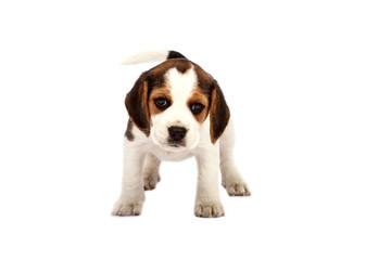 Beagle puppy