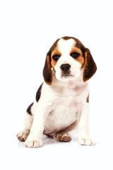 Beagle puppy
