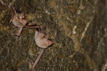 bat is mammal and call 