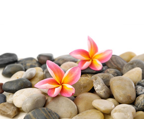 Fototapeta na wymiar frangipani and colorful pebbles