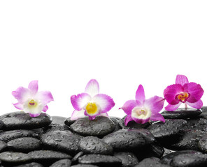 Four orchid on wet black stones