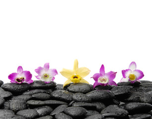 Five orchid on wet black stones
