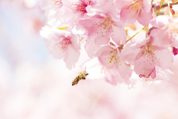桜と日本ミツバチ