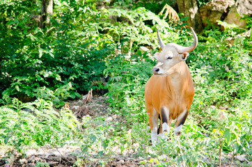 Male Banteng