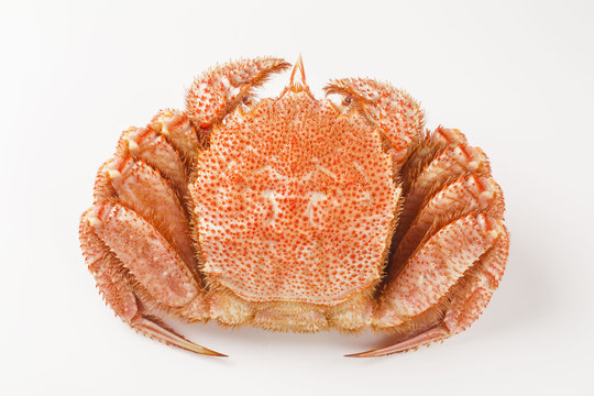 毛蟹