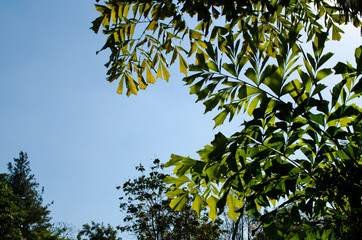 green leaf  and blue skybackground