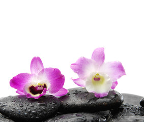 Naklejka na ściany i meble two orchid on wet zen stones