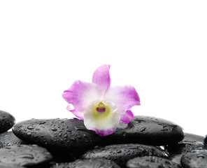 Fototapeta na wymiar orchid on wet black pebbles
