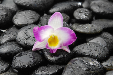 Obraz na płótnie Canvas orchid on wet black pebbles