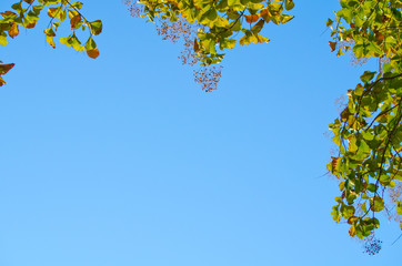 green leaf  and blue skybackground