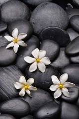 Fototapeta na wymiar white gardenia flowers on black pebbles