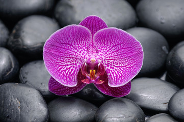 Naklejka na ściany i meble Single beautiful orchid on pebbles