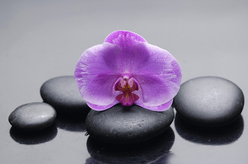 Fototapeta na wymiar Set of orchid on black stones