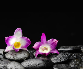Still life with two pink orchid on wet zen stones