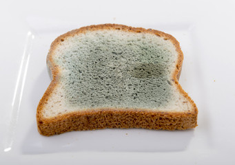 Mold growing rapidly on moldy bread in green and white spores