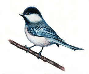 Watercolor illustration of a blue tit on a white background © milovelen