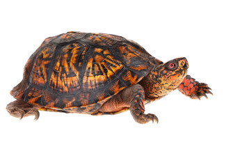 Box Turtle